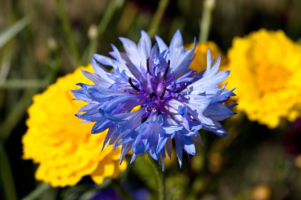 akkerranden akkerrand bloem bloemen flora hdr polder gewas landbouw biodiversiteit landschap cannabis wiet marihuana hasj hennep